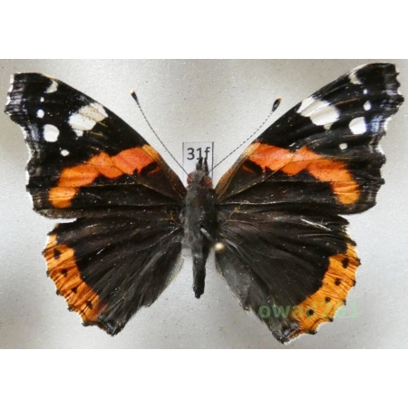 Vanessa atalanta (Linnaeus, 1758) Poland31f
